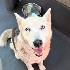 Image of Unknown, Found Dog
