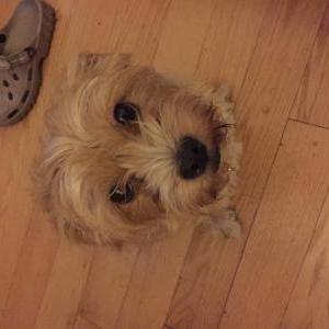Image of Baby, Lost Dog