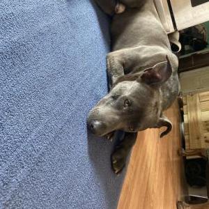 2nd Image of Tony, Lost Dog