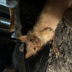 Image of Shmoobie aka Abagil, Lost Dog