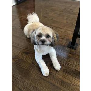 2nd Image of Classy, Lost Dog