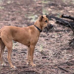 Lost 1 Paisley (Arizona)
