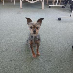 Image of Jewel, Lost Dog