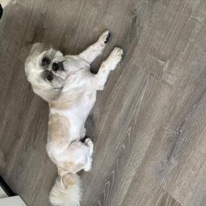 Image of Jordyn, Lost Dog