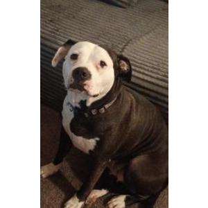 Image of Oreo, Lost Dog