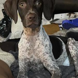 Image of Harlow, Lost Dog