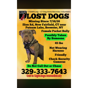 Image of Coco, Lost Dog