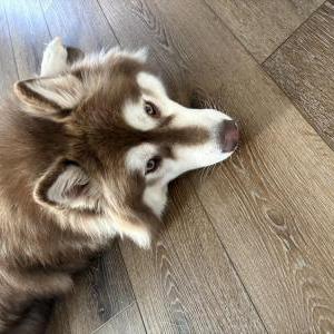 Image of unknown, Found Dog