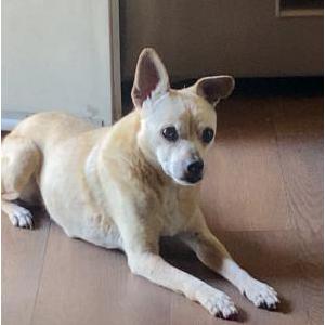 Image of Canelo, Lost Dog