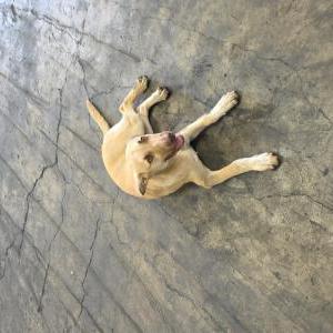 Image of Unknown, Found Dog