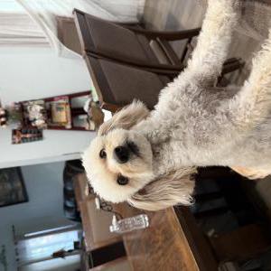 Image of Zara, Lost Dog