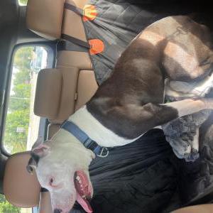 Image of Unknown, Found Dog