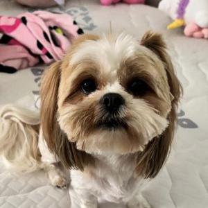 Image of Milah, Lost Dog