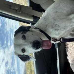 Lost 1 Snoopy (Arizona)
