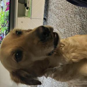 Image of Circe, Lost Dog
