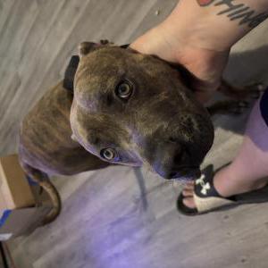 Image of Unknown, Found Dog