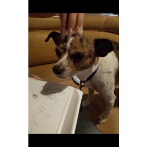 Image of Ears, Lost Dog