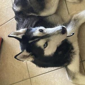 Found Dog unknown
