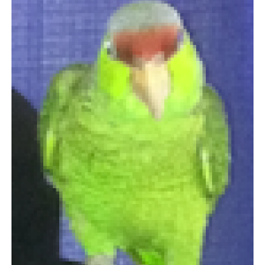 Lost 3 Bandit (California)