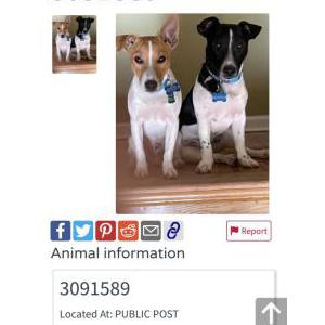 Lost Dog Jax and spunky