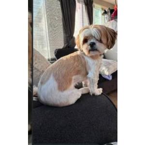 Image of Milah, Lost Dog