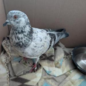Lost 3 Percy (North Carolina)