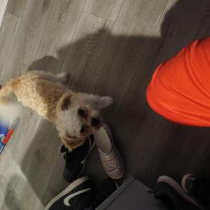 Image of Bentley, Lost Dog