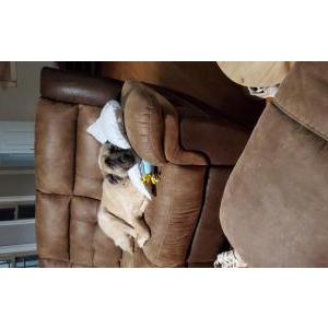 Image of Titan, Lost Dog