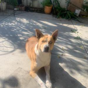 Image of Scooby, Lost Dog
