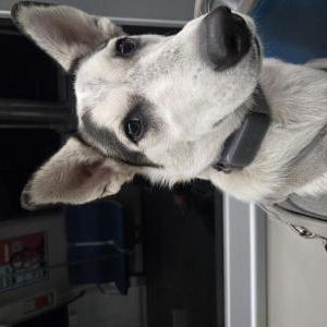 Image of Kacie, Lost Dog