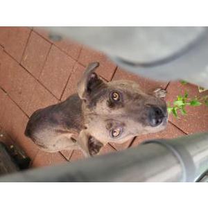 Image of Unknown, Found Dog