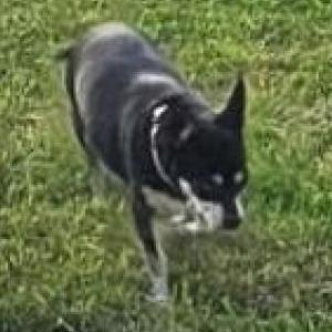 Image of Joeby., Lost Dog