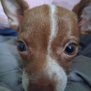 Image of Pukka/Pookie, Lost Dog