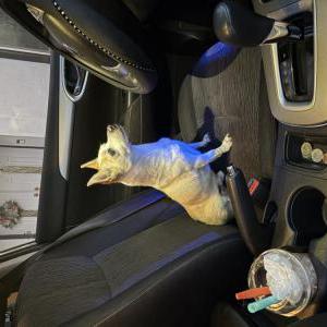 Image of Kobo, Lost Dog