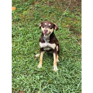 Image of Hazel, Lost Dog