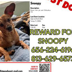 Image of Snoopy, Lost Dog