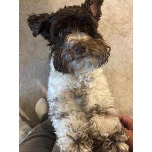 Image of Jean, Lost Dog
