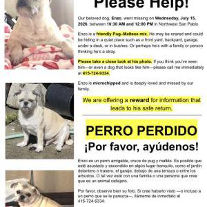 Lost 1 Enzo (CA)