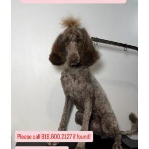 Lost 1 Bella (California)