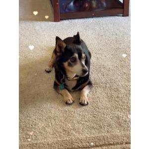 Image of Church, Lost Dog