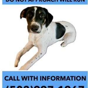 Image of Rocky, Lost Dog