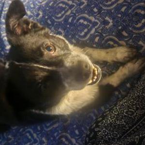 Lost 1 Spike (bodoque) (CA)