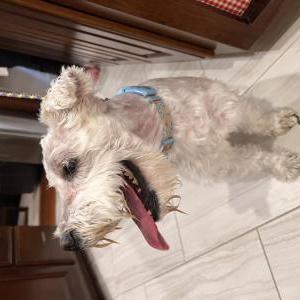 Image of Unknown, Found Dog