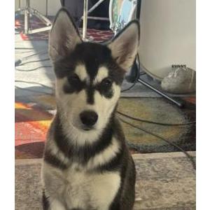 Image of Pinky Jackson, Lost Dog