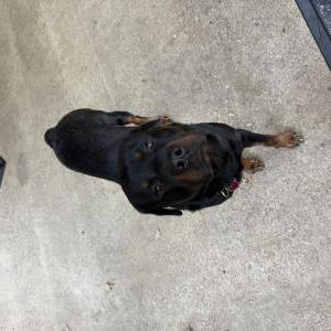 Image of Archie, Lost Dog