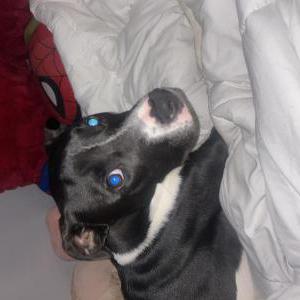 Image of Nezuko, Lost Dog