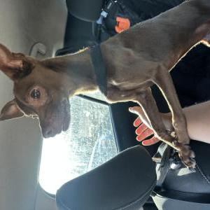 Image of Unknown, Found Dog
