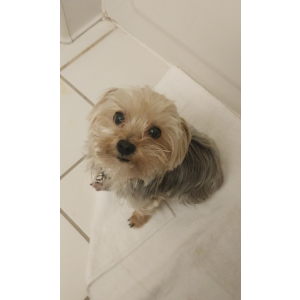 Lost Dog Ace