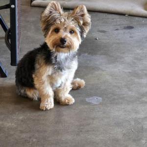 Image of Gabe Washington, Lost Dog