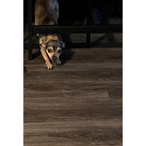 Image of Toast, Lost Dog